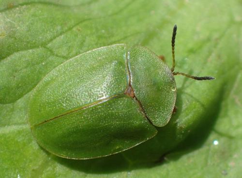Réf. 235 775 : Cassida viridis
